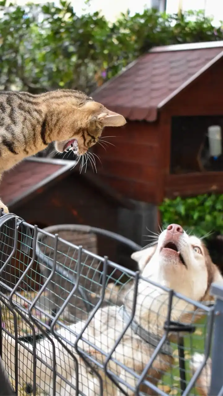 🐾 CIS Volunteers Camp 🐈🦮