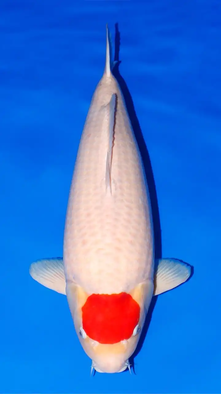 Koki Koi Farm (Nishikigoi from Japan)