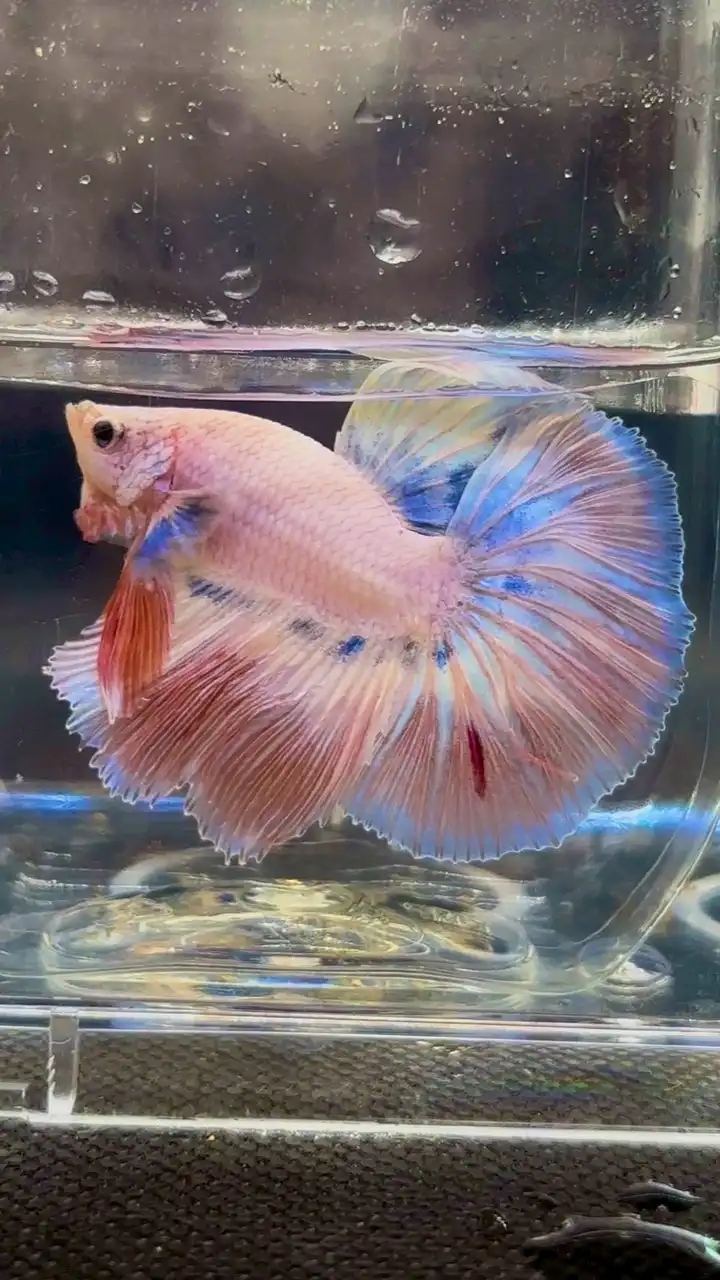 ช่องขายปลากัดสวยงามของเจริญสุขฟาร์ม🐠