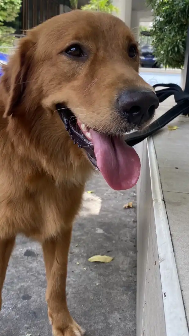 หมาพาเทรด