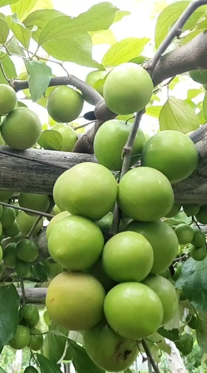 ชมรมผู้ปลูกพุทรา