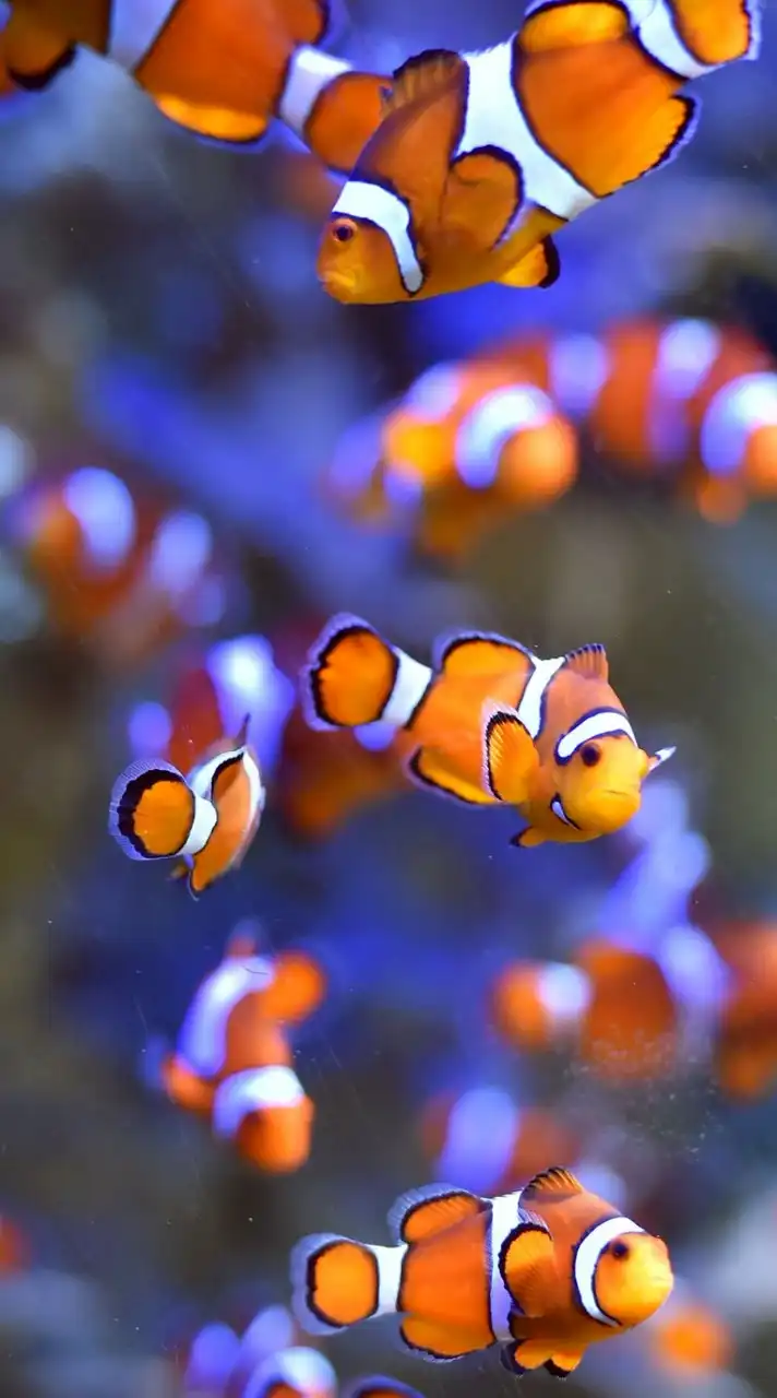 Nemo House - นีโม่ เฮ้าส์