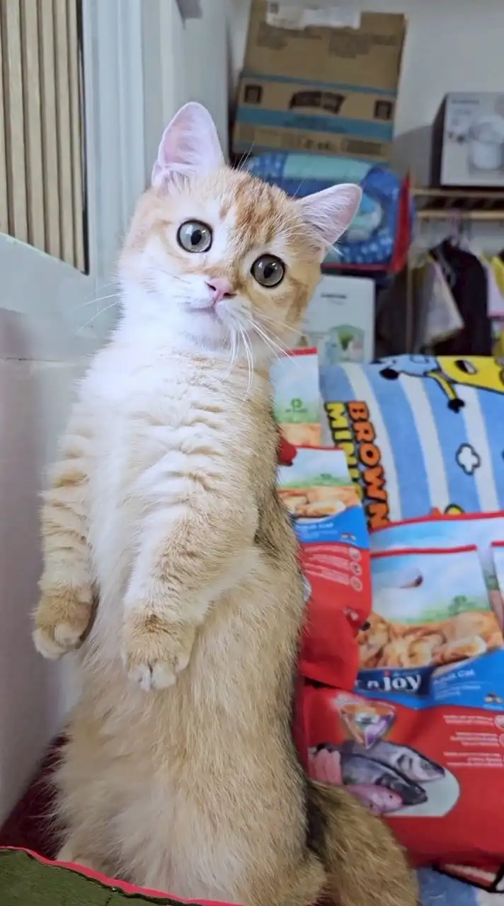 Nada cattery(อัพเดท แมวหาบ้าน)