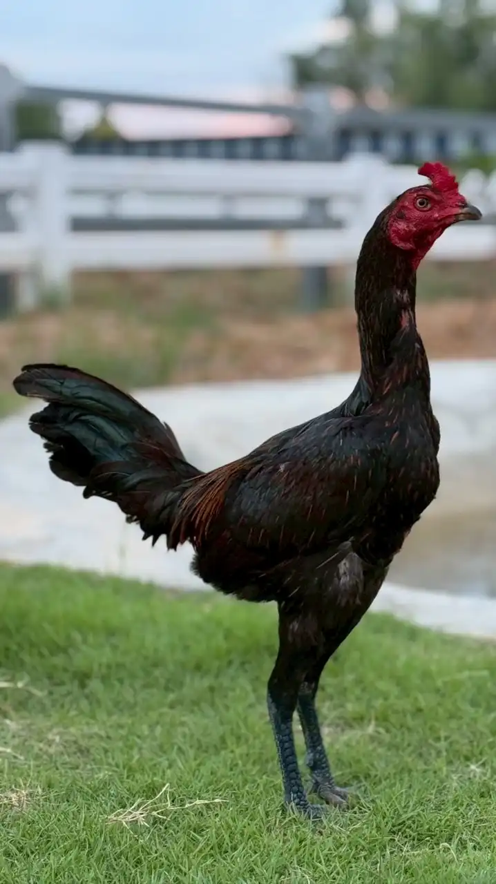 ตระกูลสมปรารถนา  vip