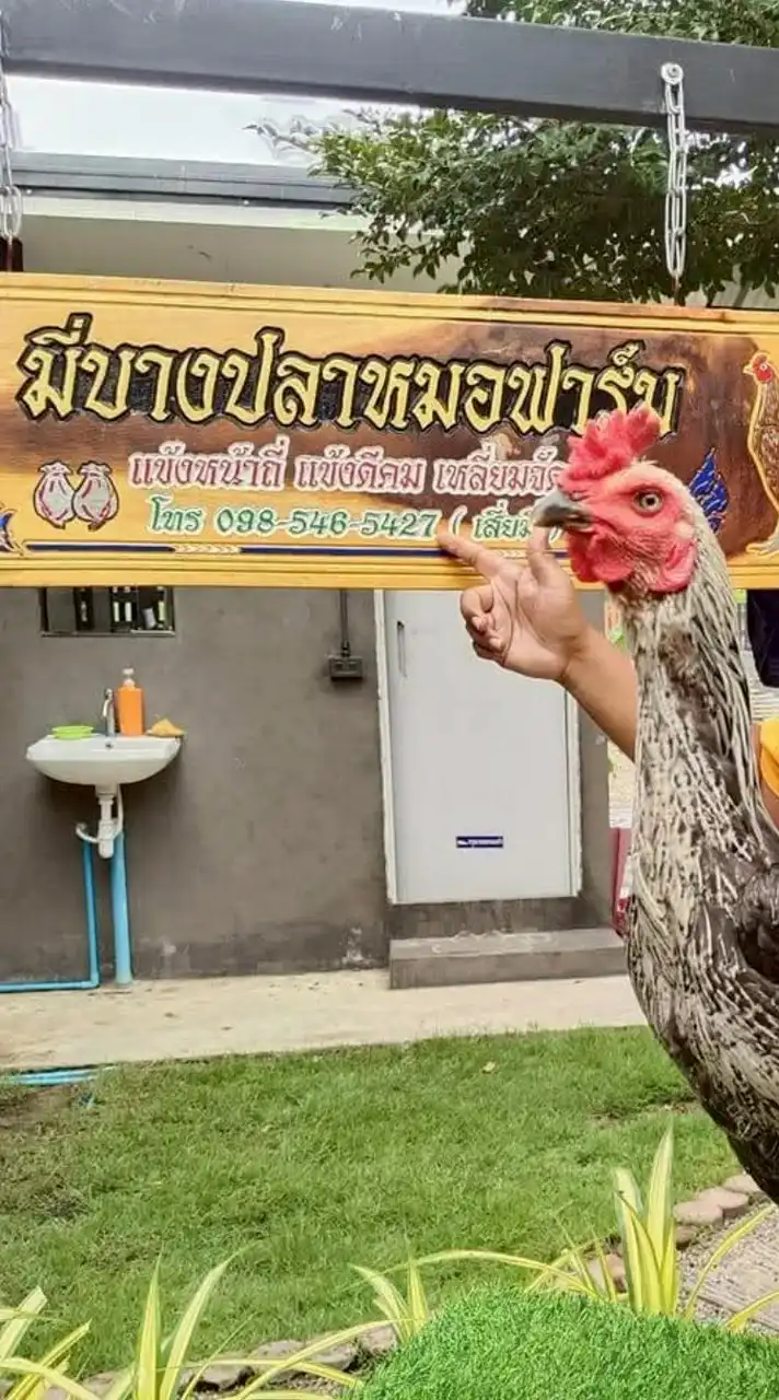 ซื้อขายสายพันธุ์มี่บางปลาหมอฟาร์ม100