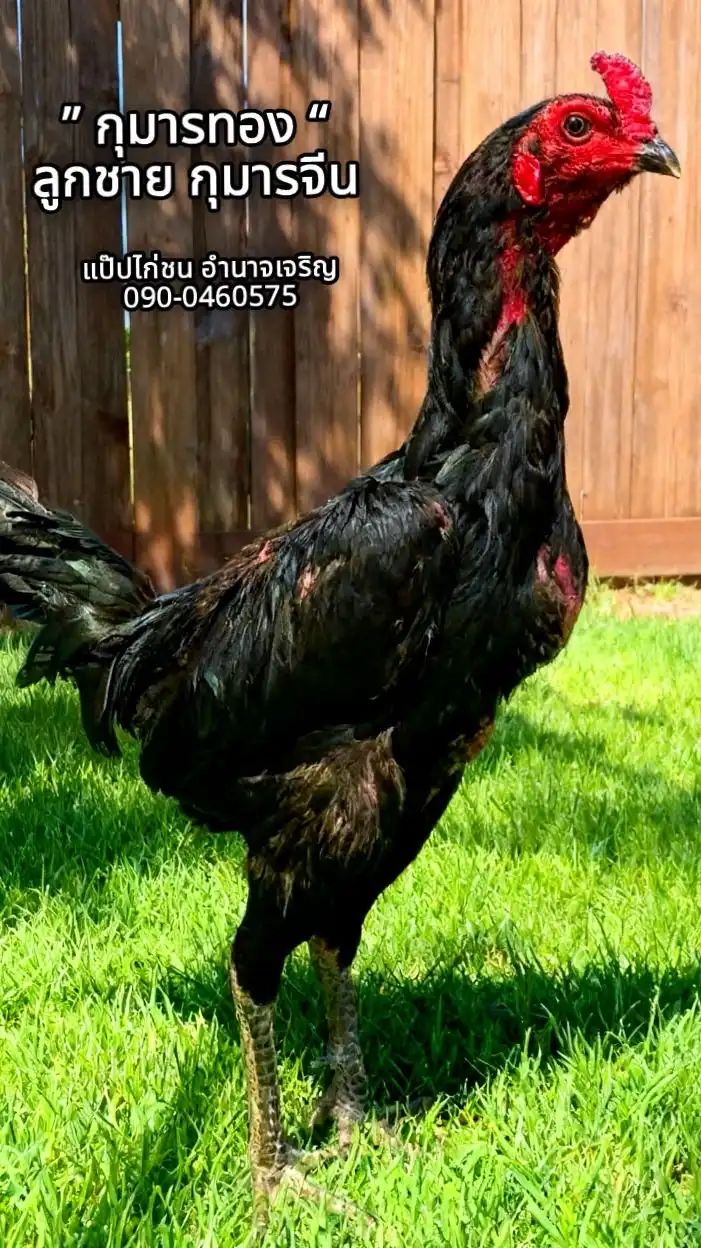 แป๊ปไก่ชน อำนาจเจริญ (2)