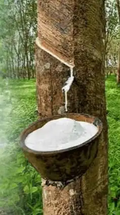 แจ้งราคารับซื้อยาง SL Yala