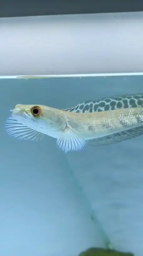 ตลาดปลาช่อน by ช่อนบ้านชล - Minerva Channa Chonburi 💕