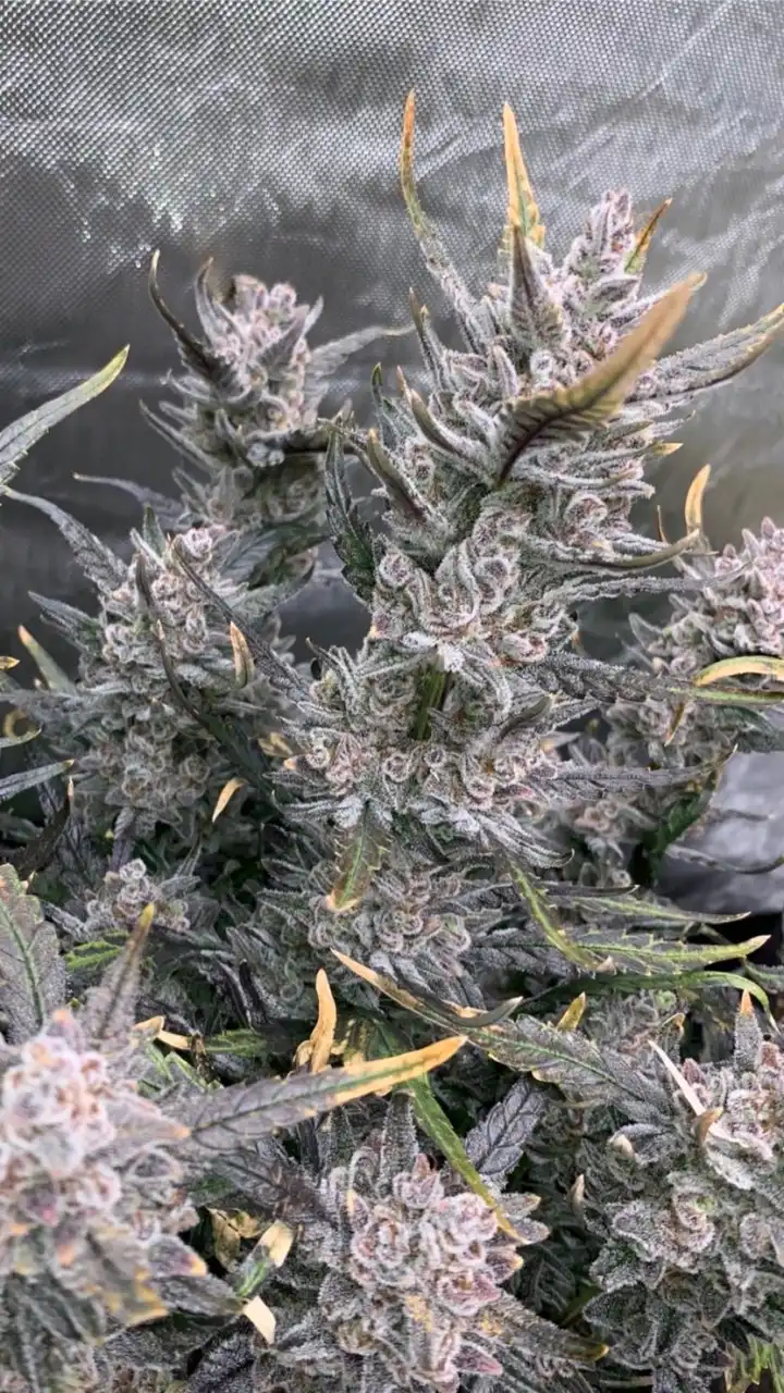 THC TH