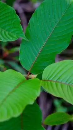 คนรักกระท่อม 🌿🌿