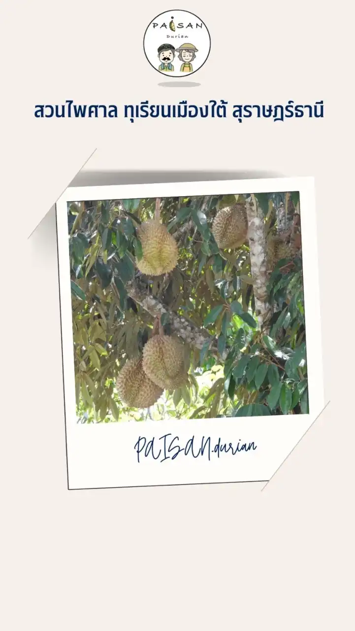 PAISAN.Durian