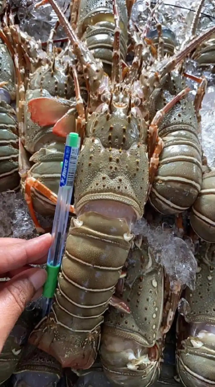 🦐กุ้งมังกร ปลีก-ส่ง น้องไข่มุก