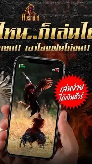 สาวไก่ชน