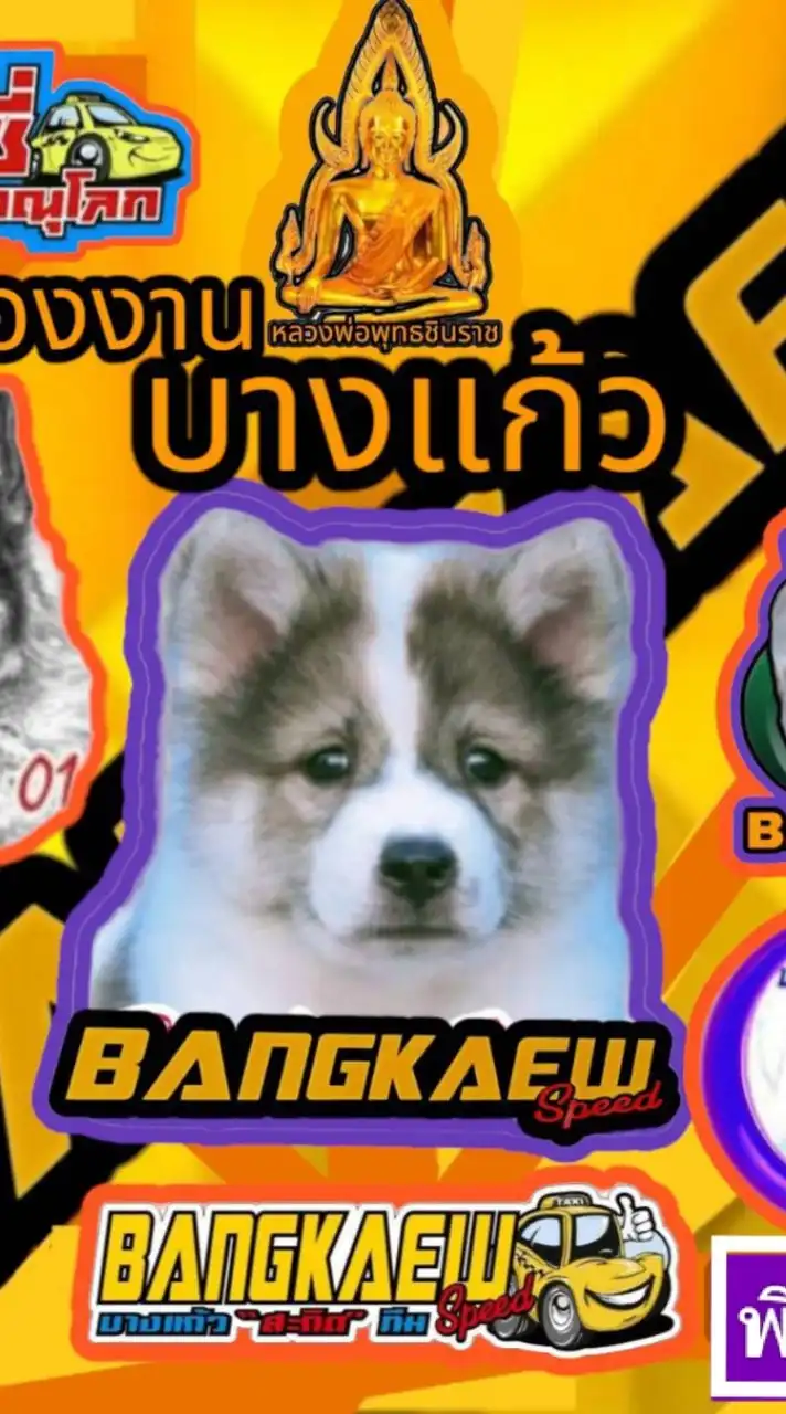 ห้องงาน"บางแก้ว"สปีด√√√