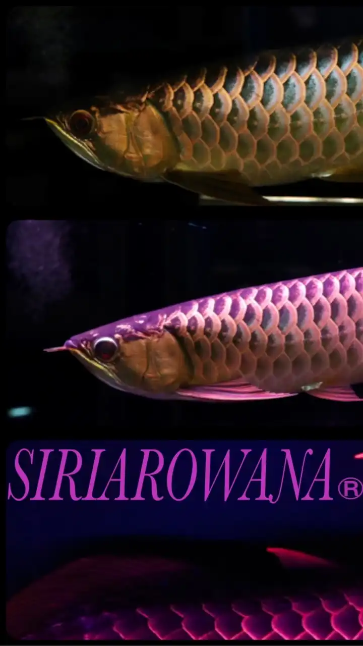 SIRI AROWANA FC.