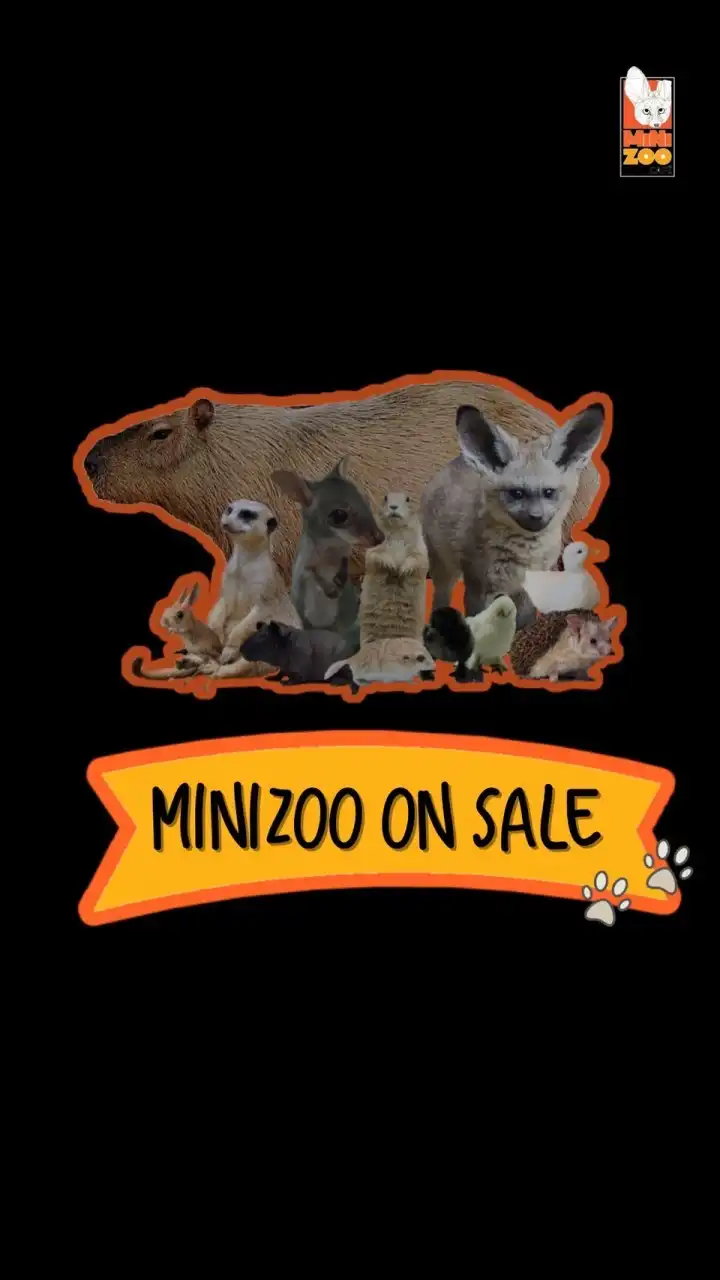 Minizoocafe Onsale🦊