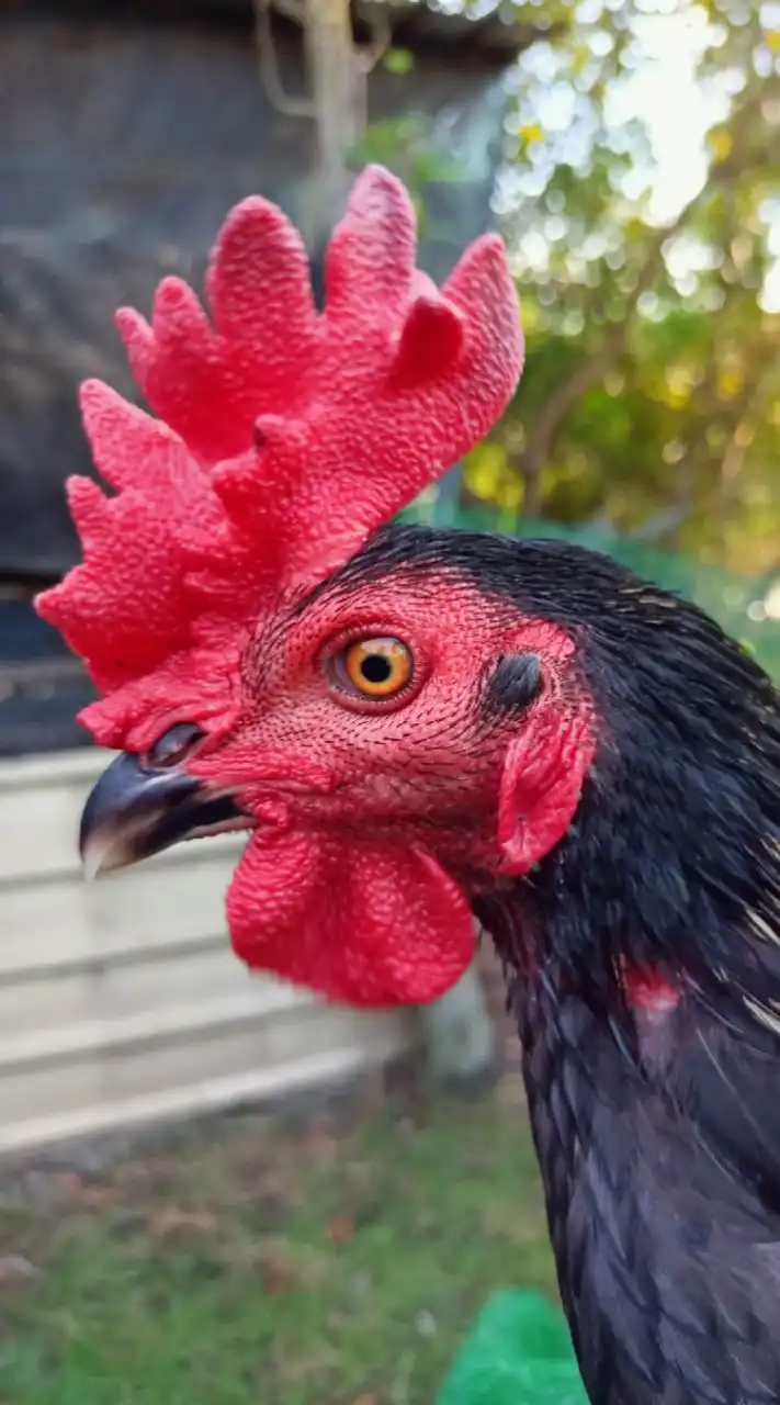 ซุ้ม เทพศาสตราวุธ แหล่งพัฒนาไก่ชนสายพันธ์พม่า (ส.สานฝันฟาร์ม)