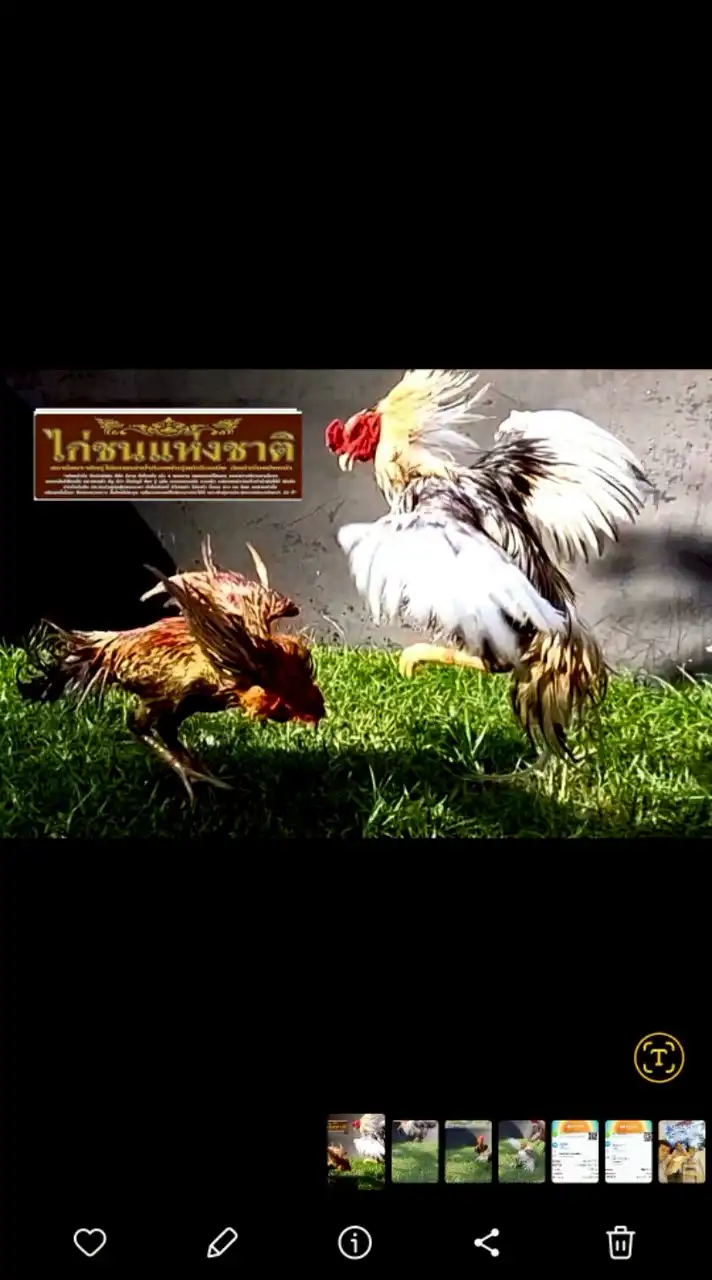 ไก่ชนแห่งชาติ ต้นตำรับแข้งหน้า