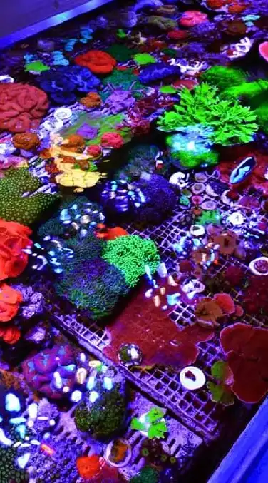 Thaireef Aquatics