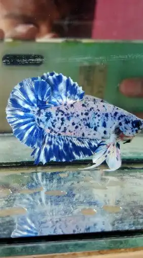 International Betta's market