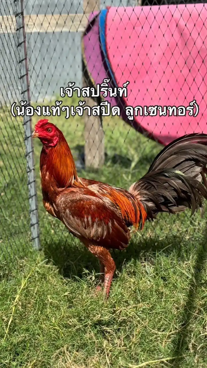 สยามชัยฟาร์ม ศรีสะเกษ