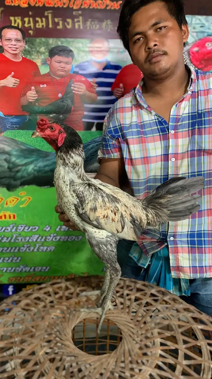 ส.ดาวลูกไก่นำโชค