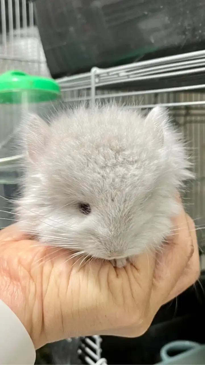 Chinchilla ชินชิลล่า - TCBC