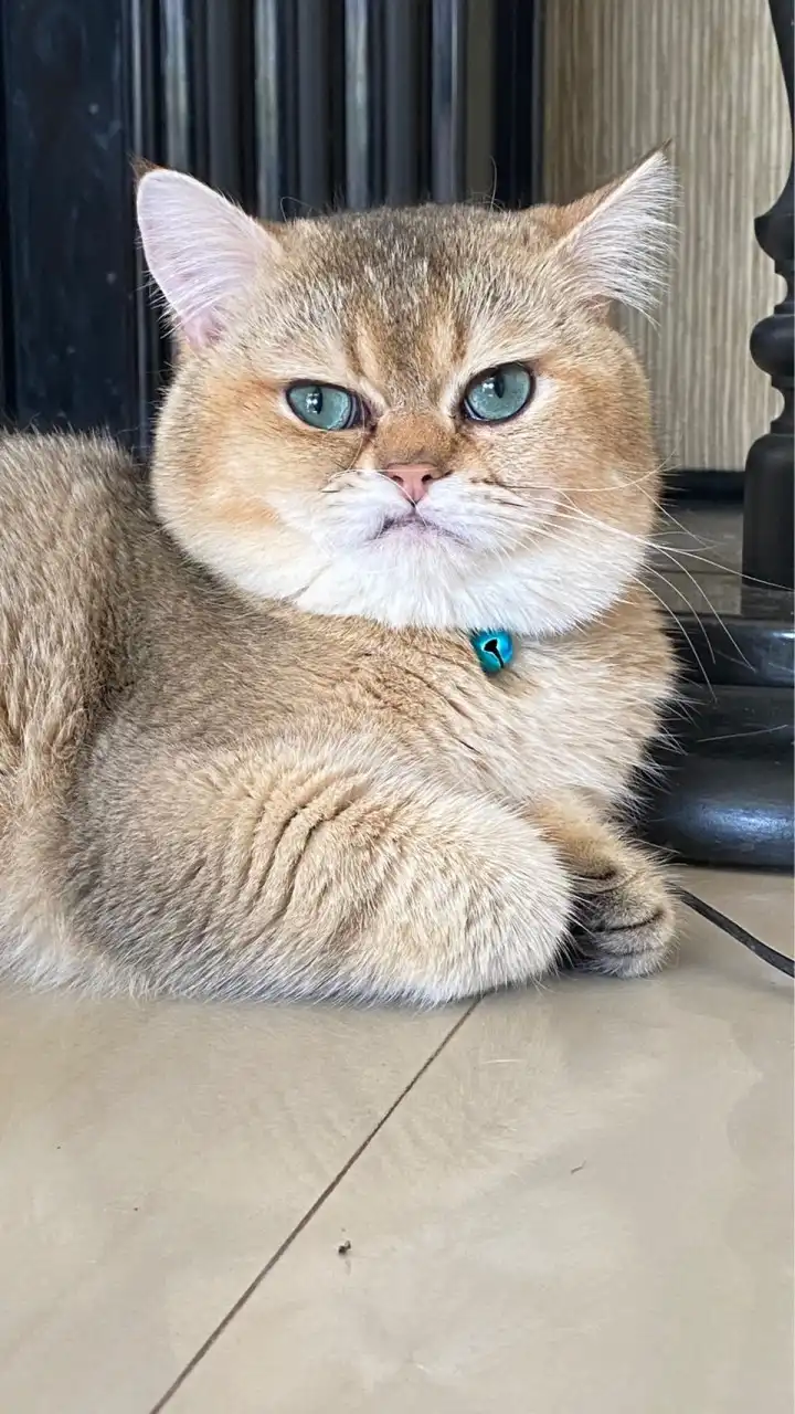 British & Scottishfold Elite Club 🐱