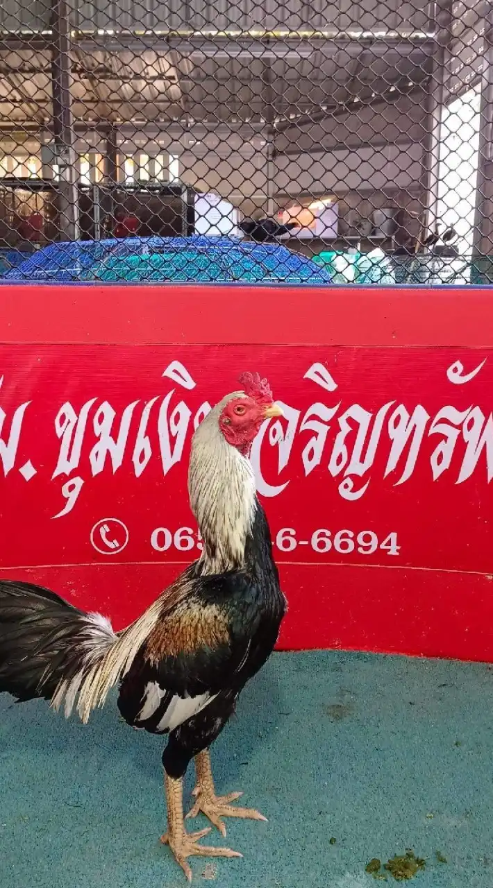 ขุมเงินเจริญทรัพย์ ฟาร์มไก่ชน