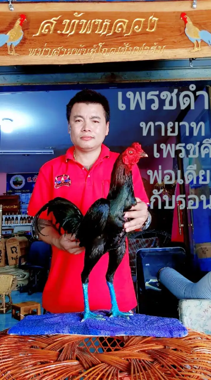 ส.ทัพหลวง อุปกรณ์ไก่ชน สายพันธ์โกวเซ้มฟาร์ม