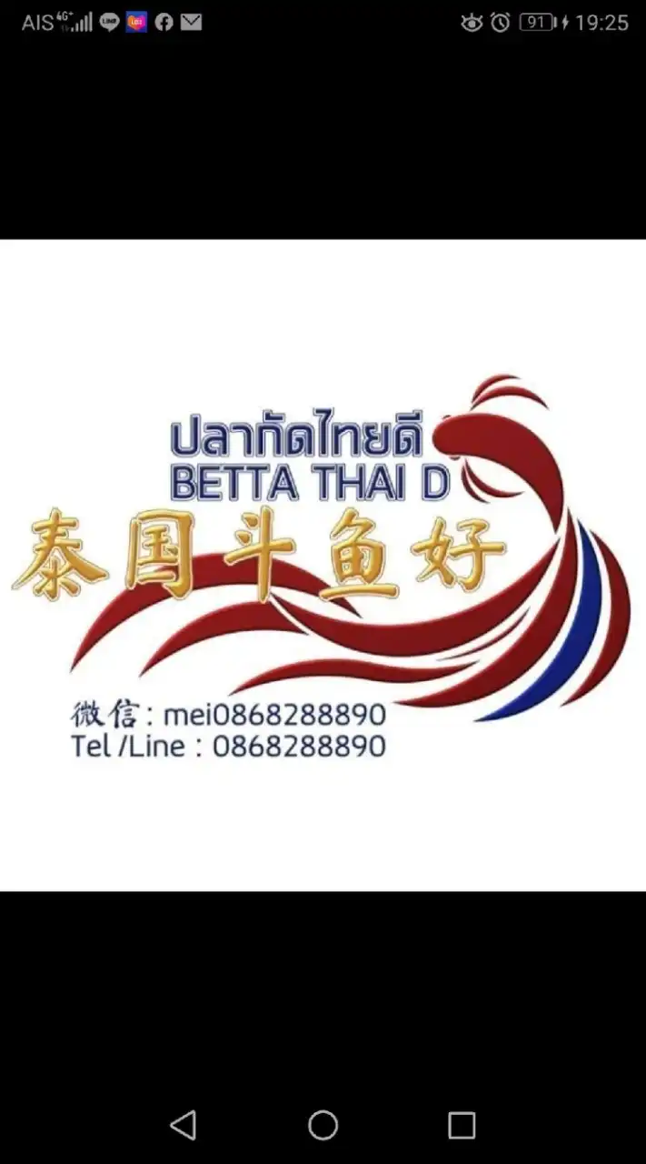 阿妹泰国斗鱼好 Betta​ Thai D ปลากัดไทยดี