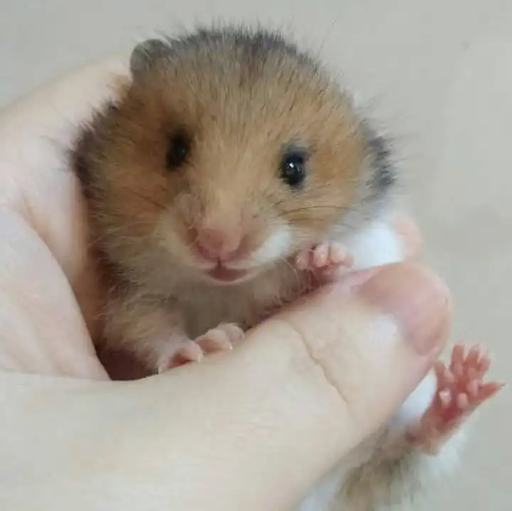 หนูน้อยแฮมเตอร์