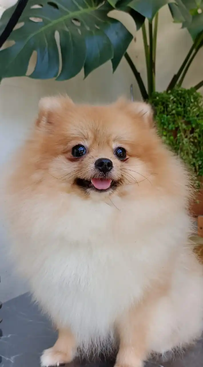 Pomeranian ซื้อ-ขาย-หาบ้าน