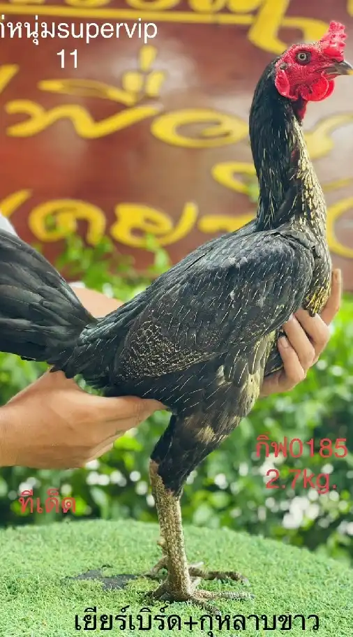 เยียร์บ้านดอน   ไก่เยียร์สายเลือด ส มีสุวรรณ 100