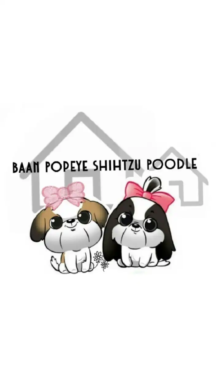Baan Popeye Shihtzu Poodle