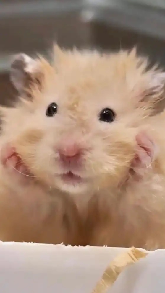 แฮมสเตอร์ Hamster Thai
