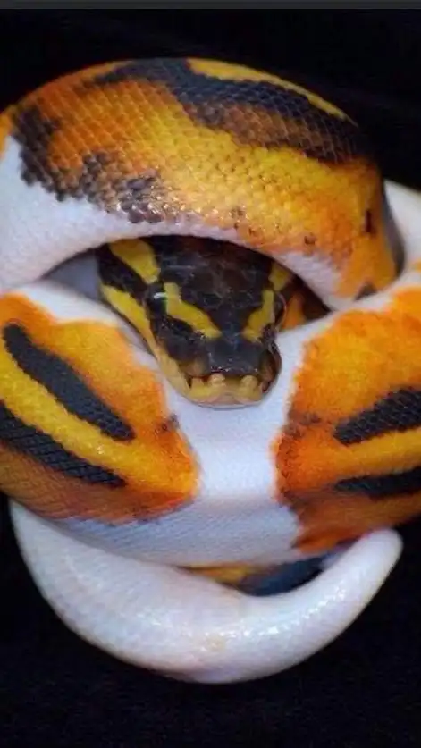 Ball python Thailand