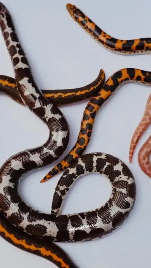 คนรักงูแซนบัว(Kenyan Sandboa)