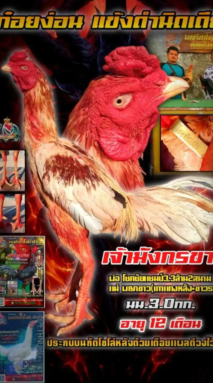 ก๋อยง่อน แข้ง ดำนิดเดียว