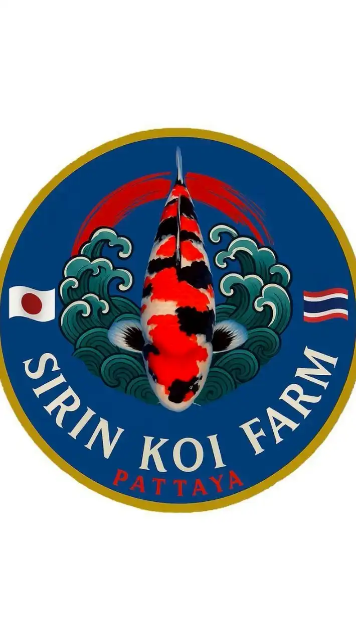 SIRIN​ KOI​ FARM​ VIP​3🇯🇵