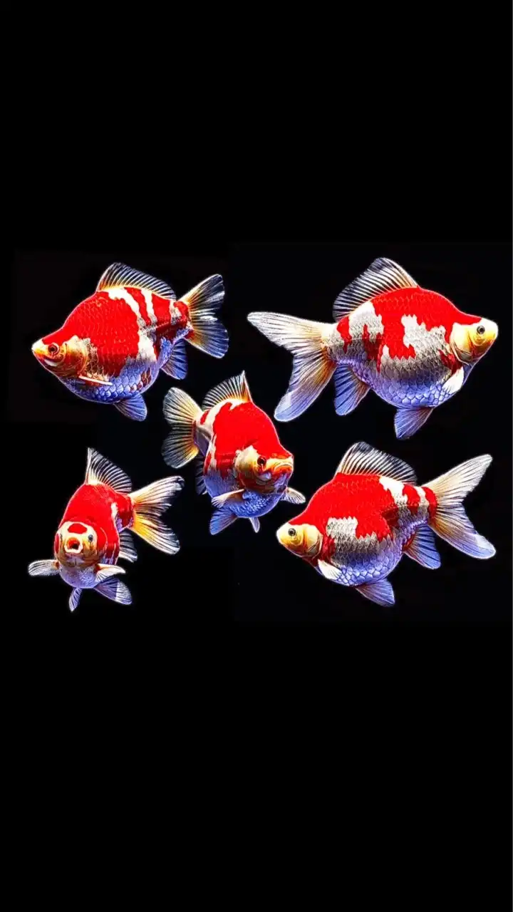TonKla GoldFish