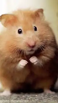 Hamster