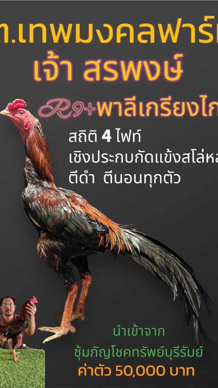 ต เทพมงคลฟาร์มไก่ชน