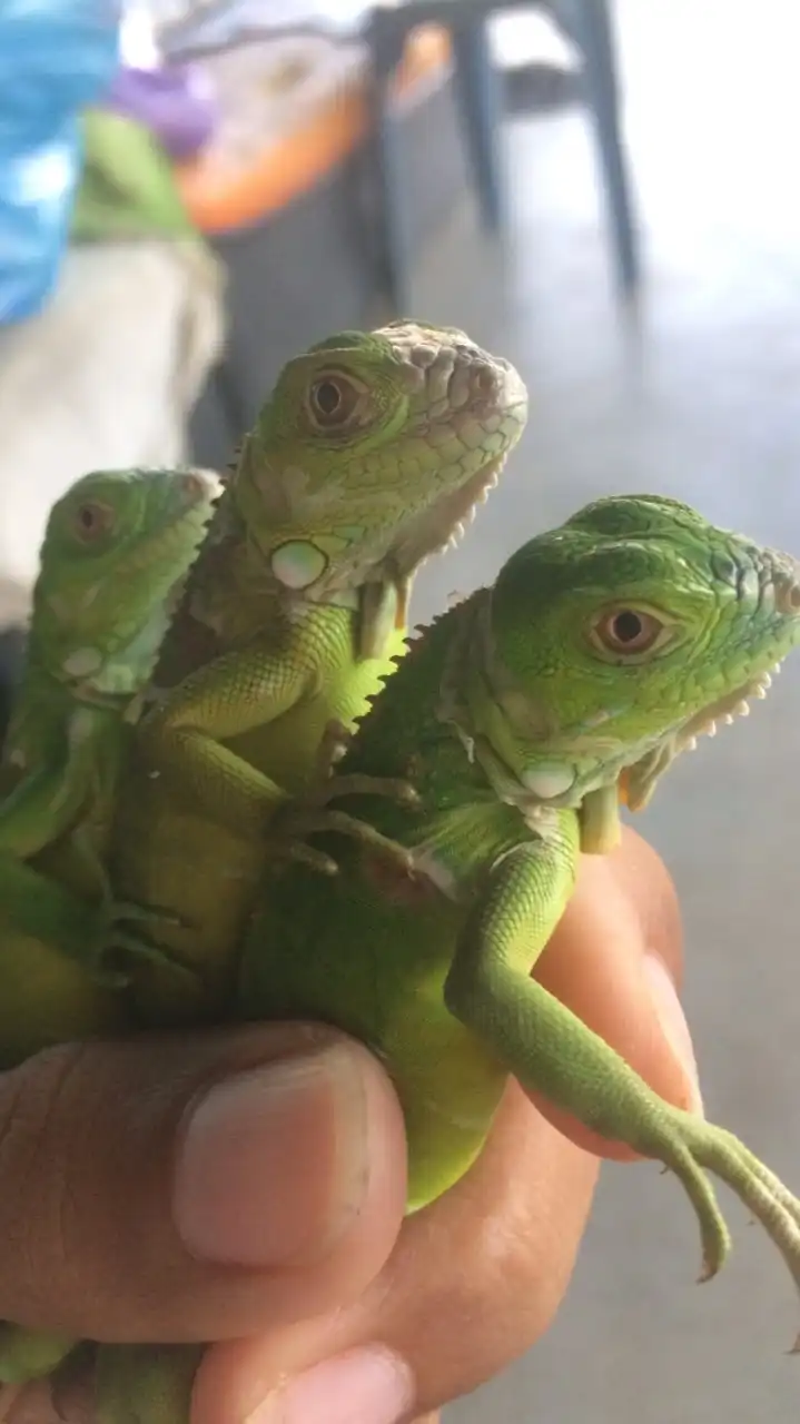Iguanas animal