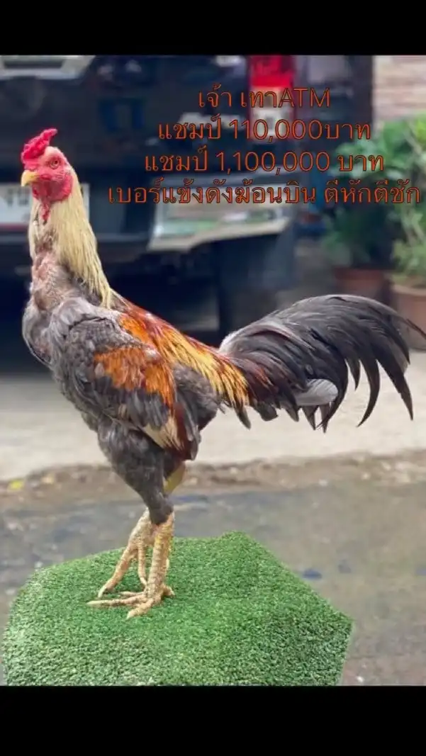 รุ่ง.ชโนทัย เชียงใหม่