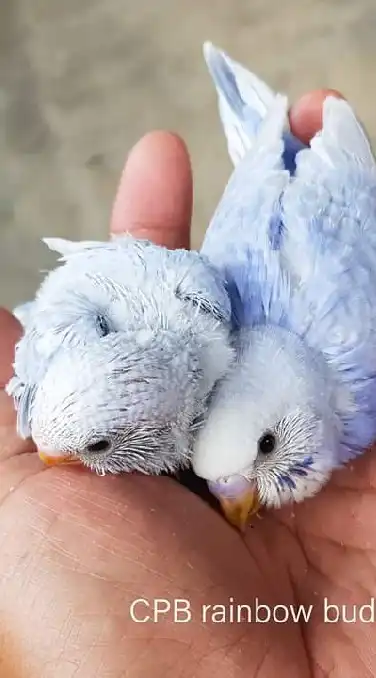 Rainbow Budgies Seller Thailand(กลุ่มซื้อ-ขาย เรนโบว์)