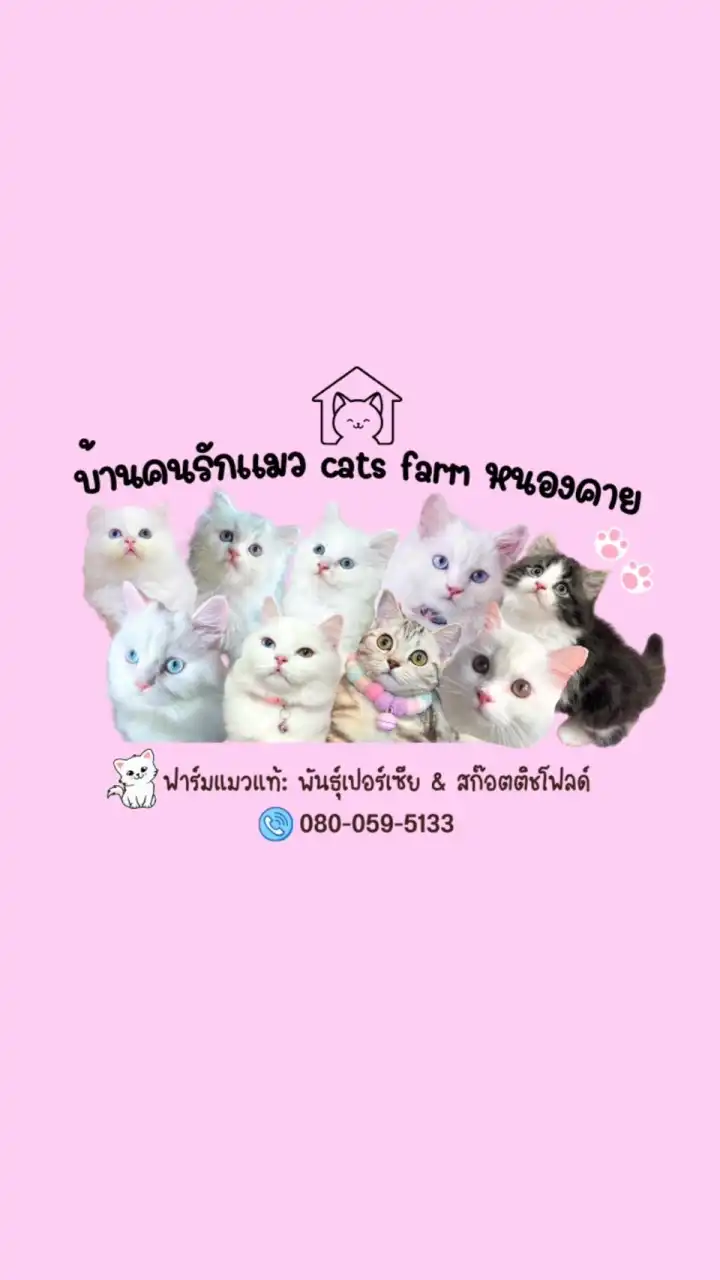 บ้านคนรักแมว ภาคอีสาน