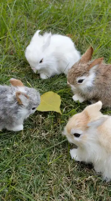 Rabbit Like Club กระทู้