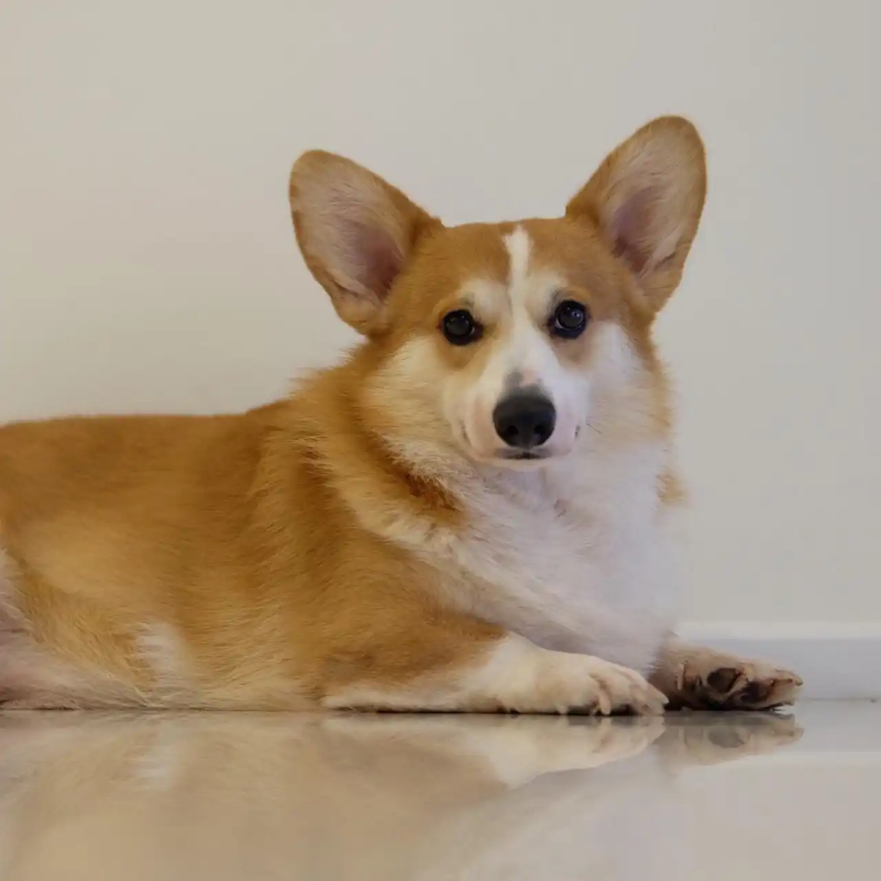 Corgi Dog