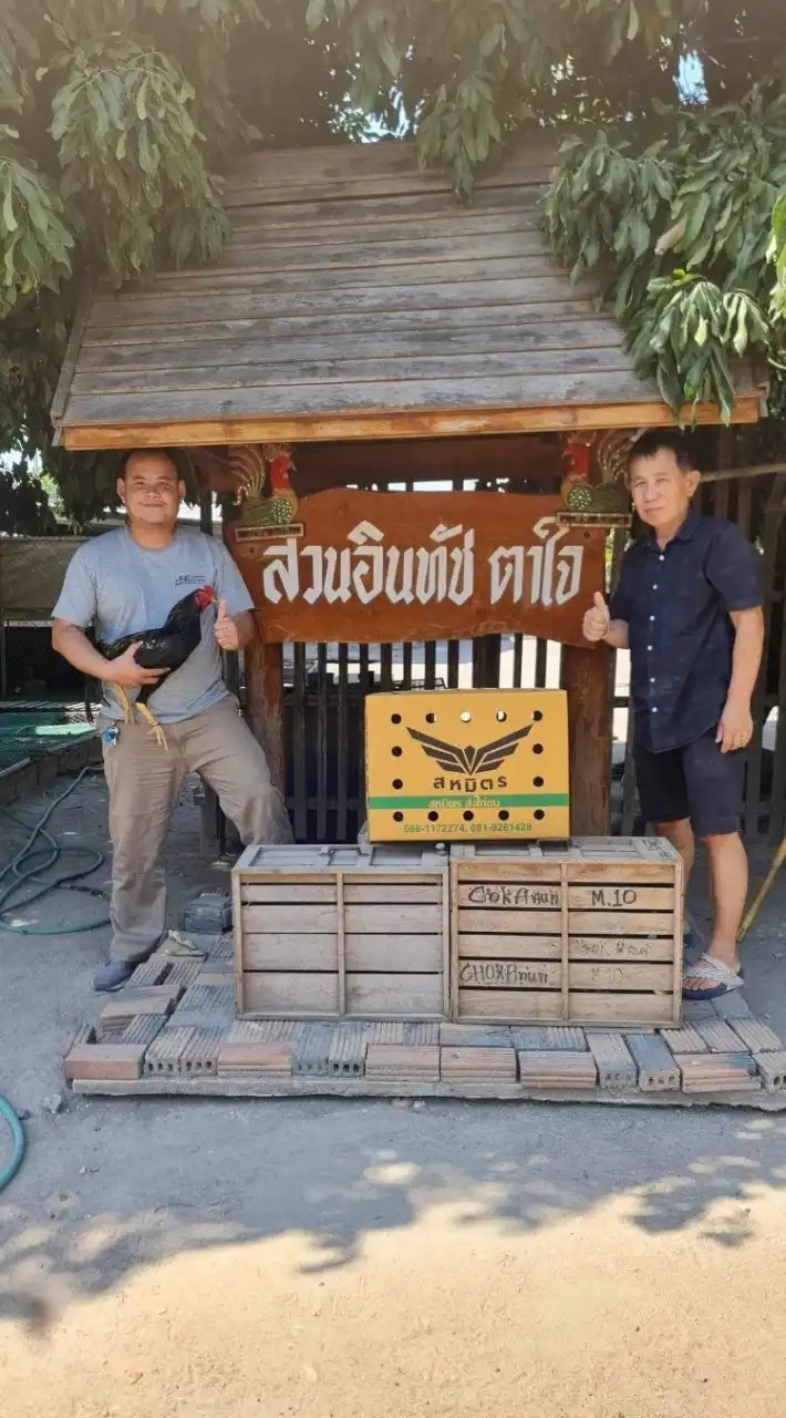 ซุ้ม ป.ปฎิพงษ์ ชัยฟาร์ม  สายเลือดสวนอินทัช 100%